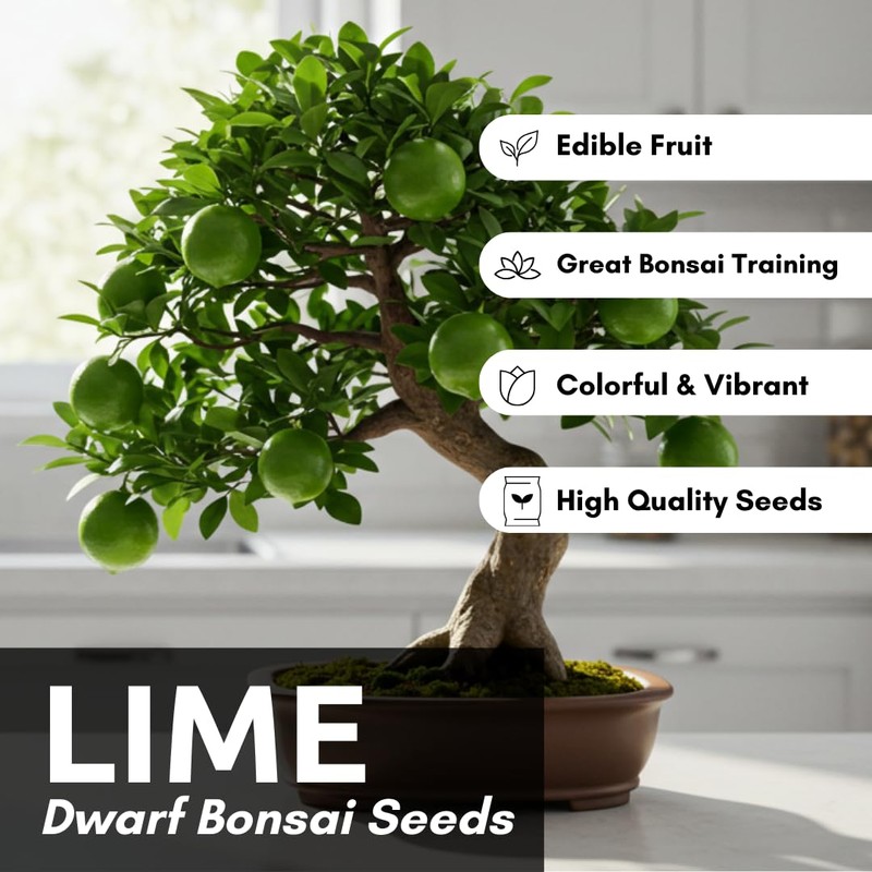 Dwarf Lime Tree Seeds – 20+ Healthy Seeds for Planting