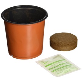 Spring Garden Seed Starter Buzzy Coneflower Grow Kit