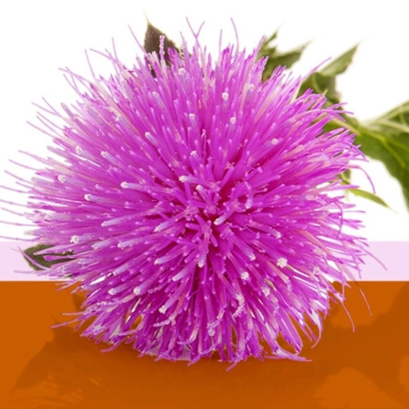 Milk Thistle Benefits Silymarin Liver Care 4 Pieces / 밀크씨슬