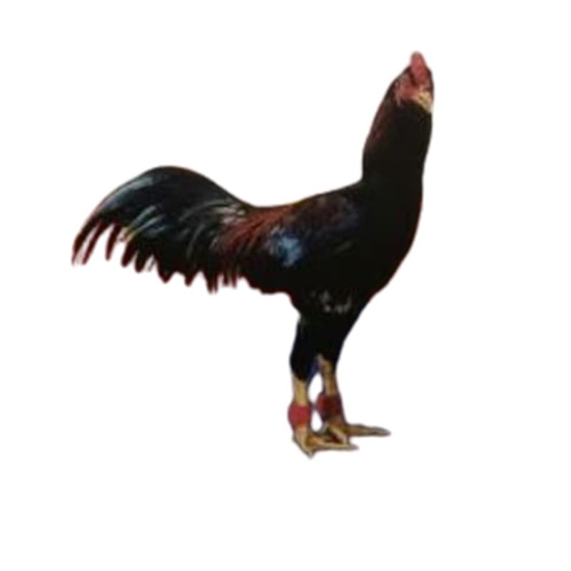 Dolphin Shop- Fabric Tapes Gloves Chicken Poultry Botas para Gallos