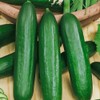 RAISE ME UP: Seeds Cucumber Emelya for Pickling Open-Pollinated Non