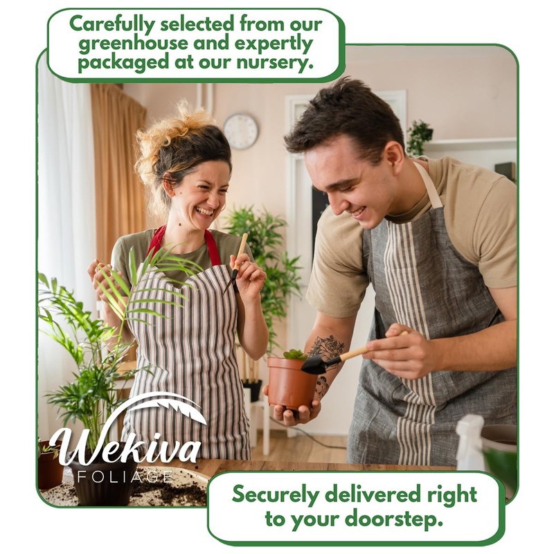 Clematis Niobe - 2 Live Starter Plants in 2 Inch