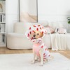 BurgeonNest Recovery Suit for Dogs + Cone Collar After Surgery,
