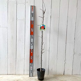 Apple Seedling, Alpine Maiden, 4.7 inches (12 cm) Pot Seedling, Apple