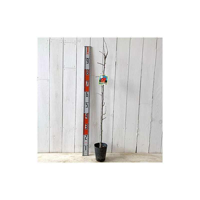 Apple Seedling, Alpine Maiden, 4.7 inches (12 cm) Pot Seedling,