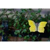 Wildlife Garden - Magnet Butterfly Common Brimstone (WG593) - Hand