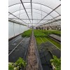 Pee Dee Organics Crop Geeks (Pot Ash) Bloom Setter Bloom