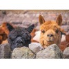 Ulmer Puzzleschmiede - Puzzle "Alpaca": 1000 pieces jigsaw puzzle -