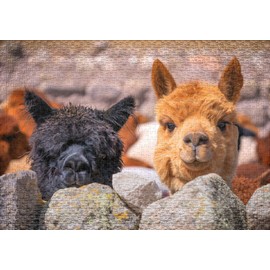 Ulmer Puzzleschmiede - Puzzle "Alpaca": 1000 pieces jigsaw puzzle - Puzzle motif from South America with free-living alpacas in the Andes