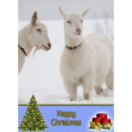 Goat Christmas Card 'Happy Christmas' - Special Xmas Card for Him Her Kids Male Female