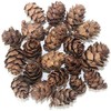 POFET Simulation Pine Cones Pineal Gland Aquarium Terrariums Miniature Garden