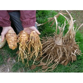 屋久島 kusuriukon Pills 300 Grain