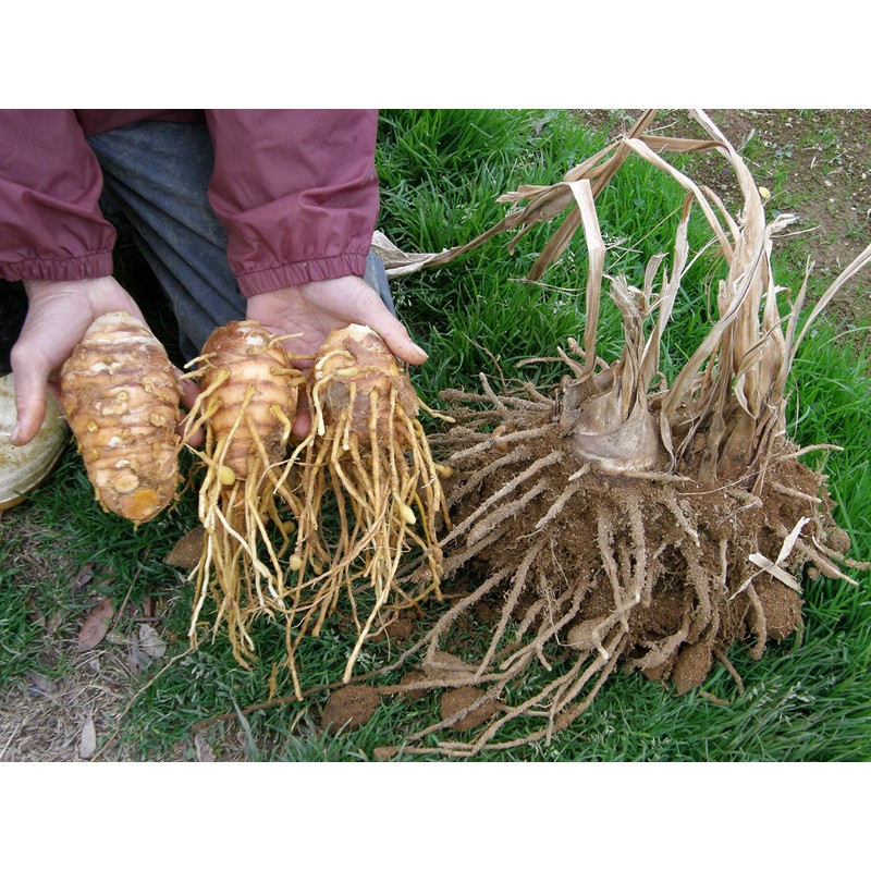 屋久島 kusuriukon Pills 300 Grain