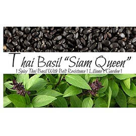 Herb Seeds - Thai Basil - Best Spicy Cooking Variety - Heirloom - Liliana's Garden