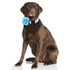 2 Pack Dog Collar Floral with Removable Flower Adjustable Nylon