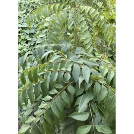 DESBEBE Live Plant - Curry Leaf Plant (Murraya koenigii) 6”-10 Inches Plant