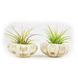 Florida Shells and Gifts 2 Beautiful Air Plants in Gator Sea Urchin Nautical Gift Beach Wedding Deco