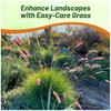 Outsidepride Rhynchelytrum Ruby Grass Seeds - 100 Pcs, Perennial Drought-Tolerant