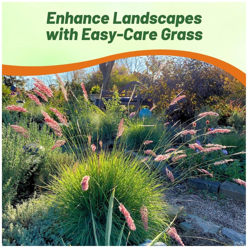 Outsidepride Rhynchelytrum Ruby Grass Seeds - 100 Pcs, Perennial Drought-Tolerant