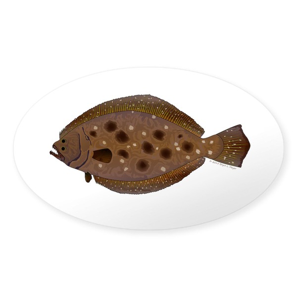 CafePress Summer Flounder Sticker Oval Car Bumper Sticker