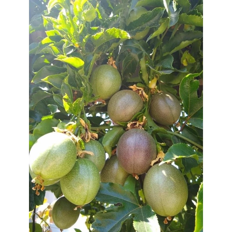 Passion Fruit Passiflora Edulis Passion Fruit Plant 8” With Pot