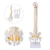 Vertebral Column Model Flexible Spine Caudal Vertebra Anatomical Model with