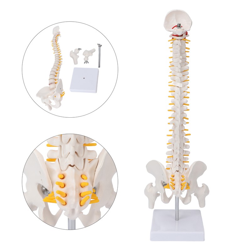 Vertebral Column Model Flexible Spine Caudal Vertebra Anatomical Model with