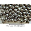 Wild Ramp Seeds Wild Leek Seeds Allium tricoccum (200)