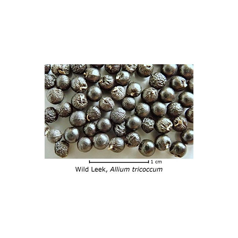 Wild Ramp Seeds Wild Leek Seeds Allium tricoccum (200)