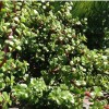 Succulent Portulacaria Afra Elephant Bush Spekboom Succulent 10 Cuttings -