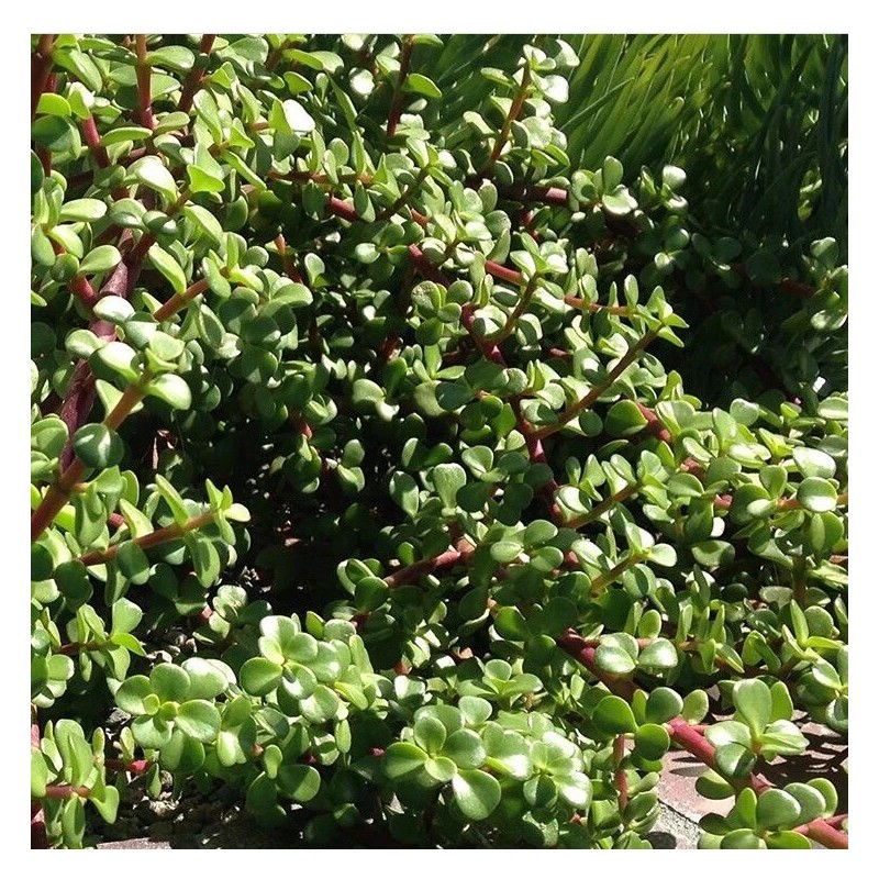 Succulent Portulacaria Afra Elephant Bush Spekboom Succulent 10 Cuttings -