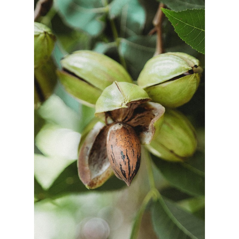 Ellis Bros. Pecans Inshell Pecans (Thin) - 5lb.