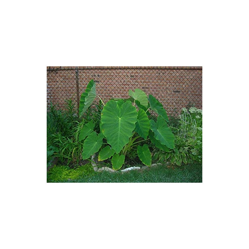3 Live Colocasia Esculenta Elephant Ear Taro Gabi Kalo Eddo