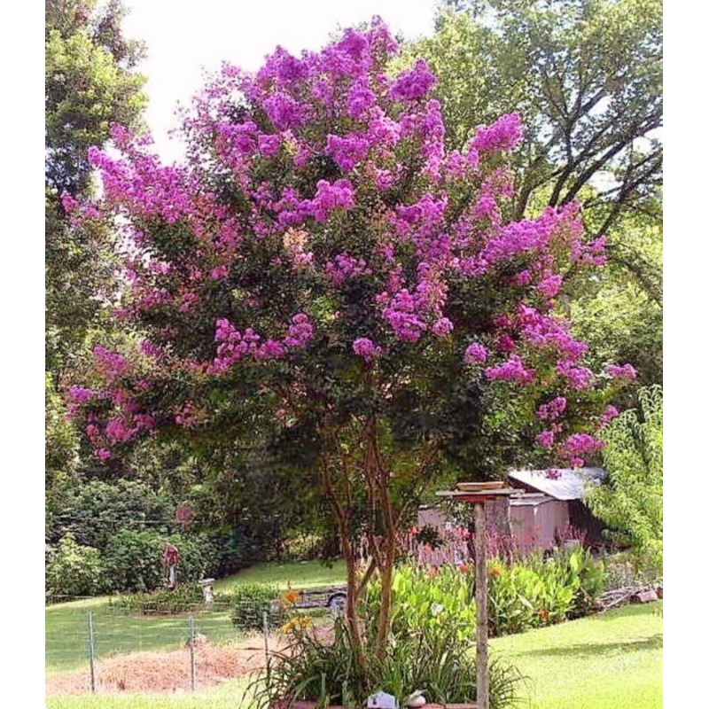 Seed-Top 120 Lagerstroemia Seeds Indica Crepe myrtle trees red rocket