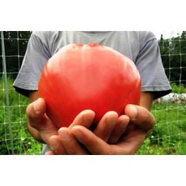 FUN AND GROW SEEDS: Seeds Red Bull's Heart Tomato Indeterminate Non GMO Heirloom