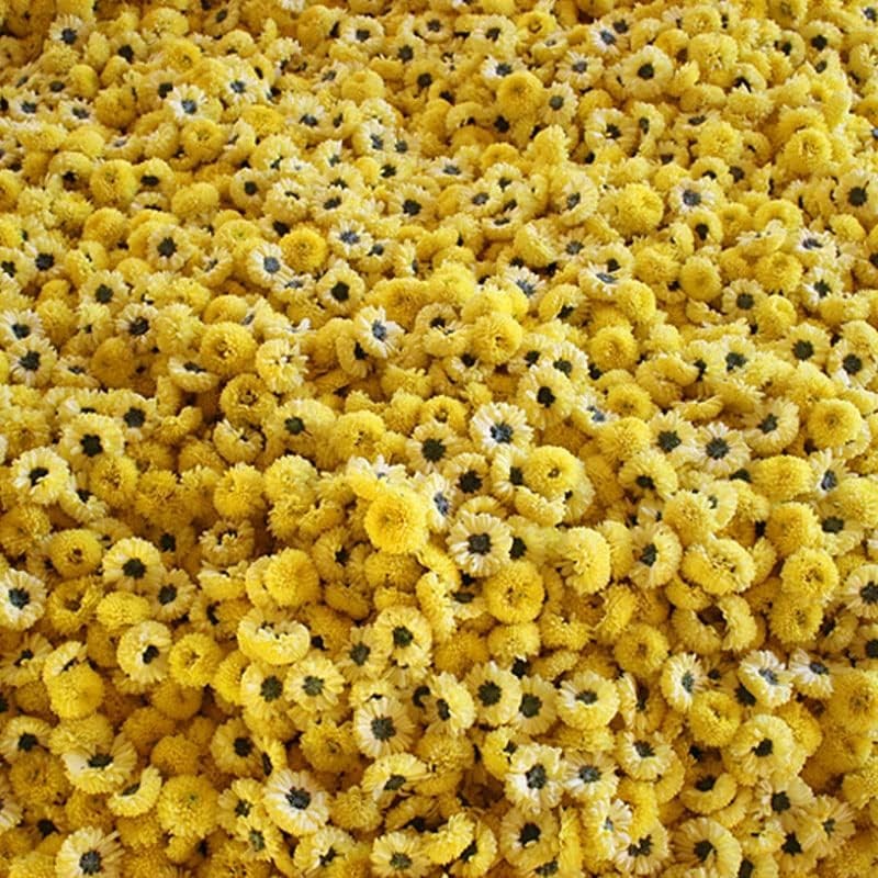 Wuyuan Yellow Chrysanthemum Tea 3.52 oz Huangju Dried Chrysanthemum Flowers