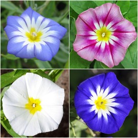 Seed Needs, Mixed Ensign Morning Glory Seeds - 200 Heirloom Seeds for Planting Convolvulus Tricolor - Annual Dwarf Bush Variety, Non-Vining (Small Pack)