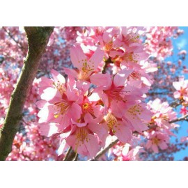 Tree 3 Pack of Cherry Trees: one Kwanzan Cherry Tree, one Okame Cherry Tree, and One