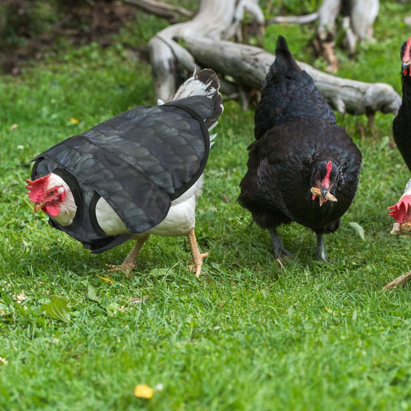 Chicken Saddles for Hens, Chicken Apron Back Protector Hen Mating