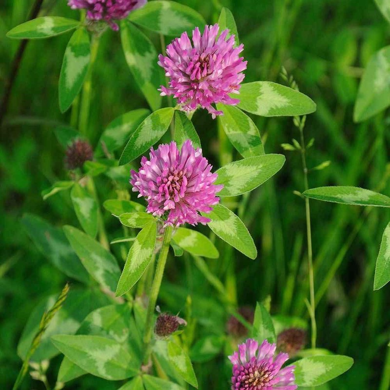 Todd's Seeds Red Clover Seeds, Non-GMO, Chemical Free, High Germination