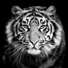 Black and White Tiger Photo Zippered Pillow Case Home Decorative