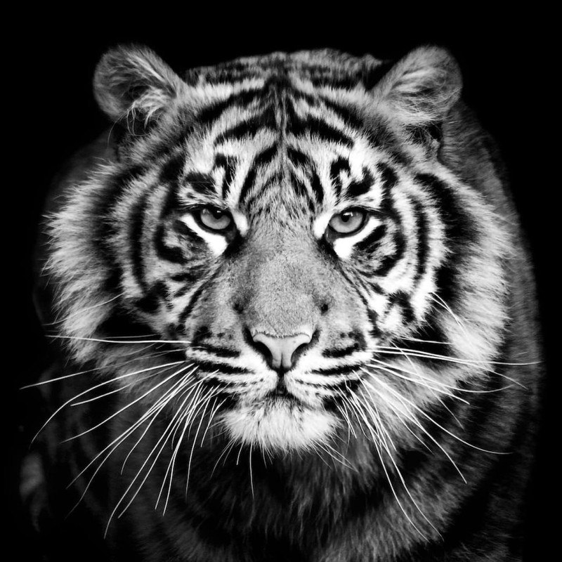 Black and White Tiger Photo Zippered Pillow Case Home Decorative