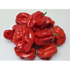 25 Seeds Red Scotch Bonnet Jamaican red Chili Pepper Smoky Flavor Nuclear HOT