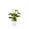 elho Brussels Round 30 - Flower Pot for Indoor -