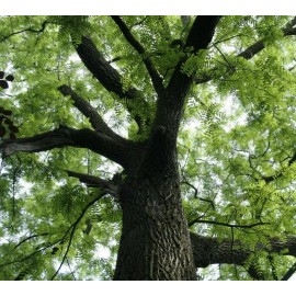 Tree Black Walnut Tree - 12-18" Tall Seedling - Live Plant - Juglans nigra