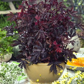 Outsidepride Mahogany Splendor Hibiscus Seeds - 20 Pcs Perennial Flower Seeds for Planting Pollinator-Friendly, Elegant & Dense Deep Burgundy Foliage for Containers, Pots, & Garden Spaces