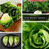 Sow Right Seeds Sow Right Seeds - Little Gem Lettuce