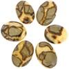 Septaria Stone 4 to 6 cm Natural Lithotherapy Collection Minerals