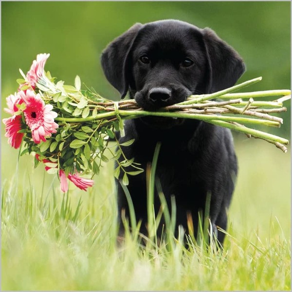 Abacus Cards Pack of 6 Blank Notecards - Dog With