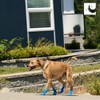 RC Pet Products Sporty PAWks Anti-Slip, Stylish, Functional, Protective Dog